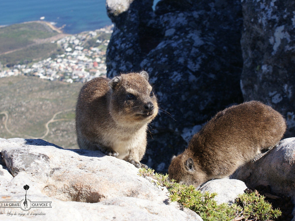 cape town afrique du sud voyage enfants