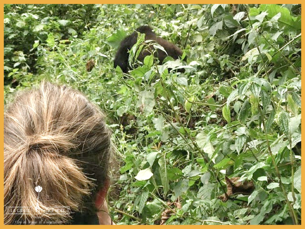 rencontre avec les gorilles