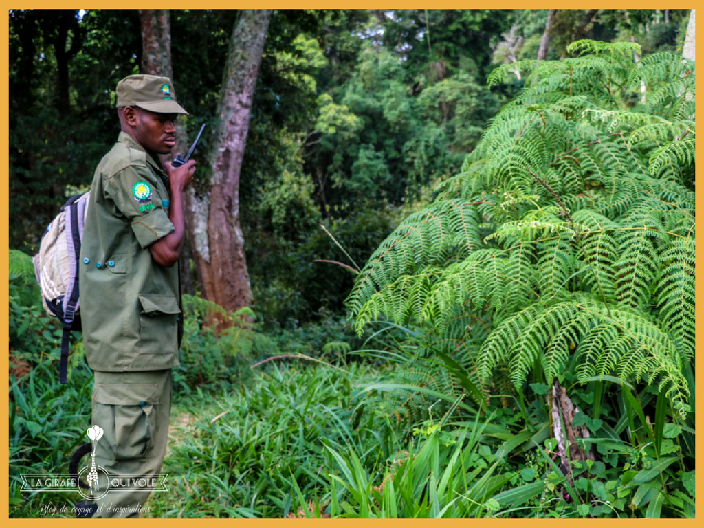 blog la girafe qui vole gorilles ouganda bwindi