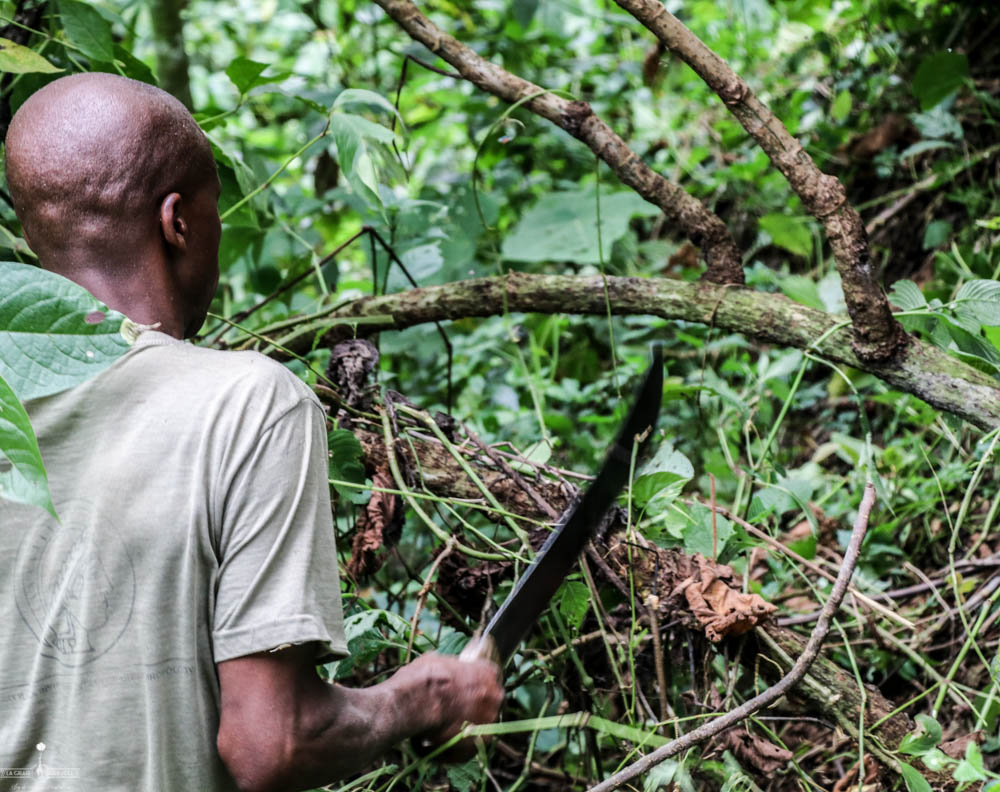 guide survie trekking gorilles Ouganda Afrique