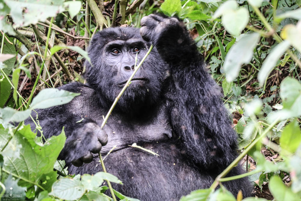 congo rencontre avec les gorilles