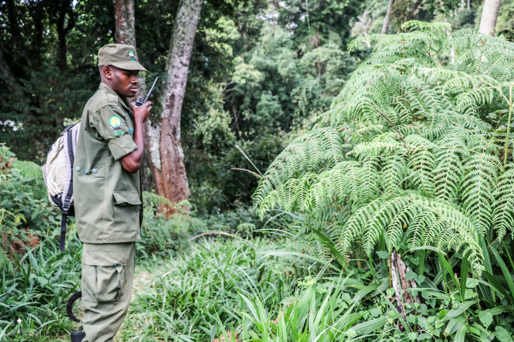 guide survie trekking gorilles Ouganda Afrique