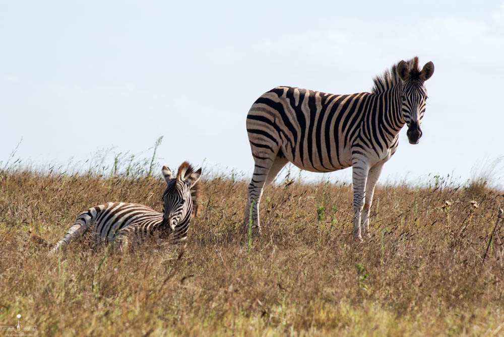 safari Afrique blog voyage la girafe qui vole