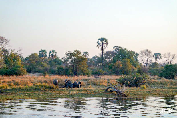 safari Afrique blog voyage la girafe qui vole