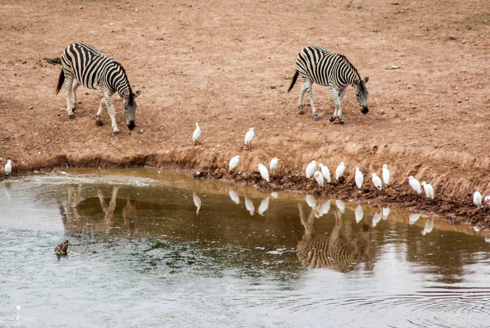 safari Afrique blog voyage la girafe qui vole