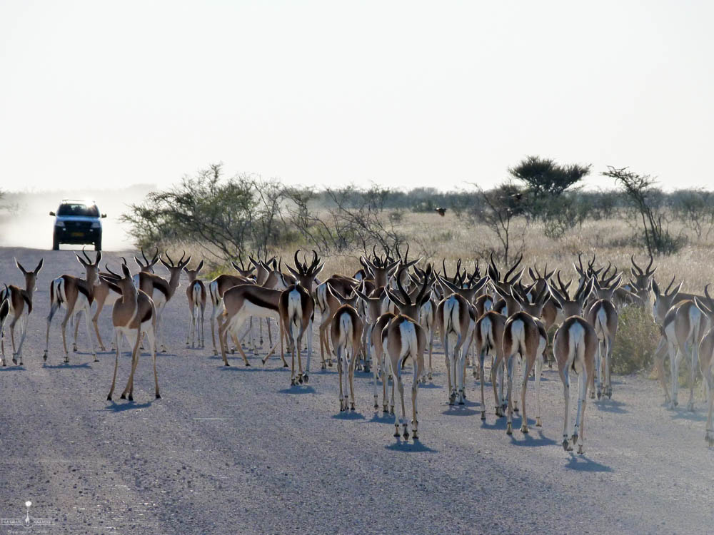 safari Afrique blog voyage la girafe qui vole