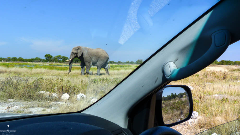 safari Afrique blog voyage la girafe qui vole