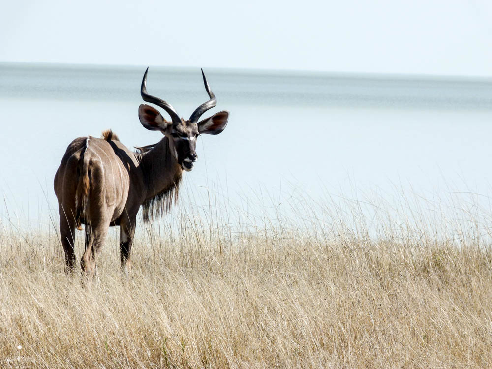 safari Afrique blog voyage la girafe qui vole