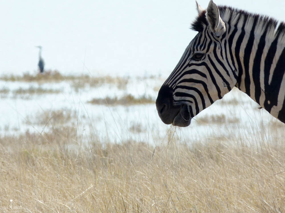 safari Afrique blog voyage la girafe qui vole