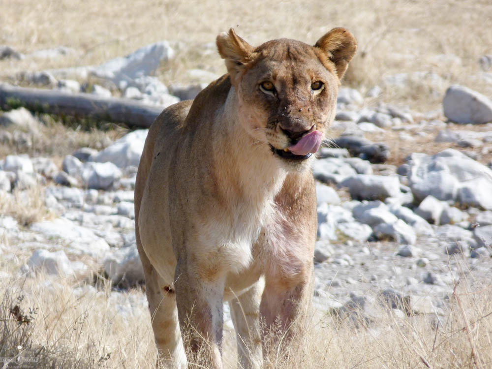 safari Afrique blog voyage la girafe qui vole