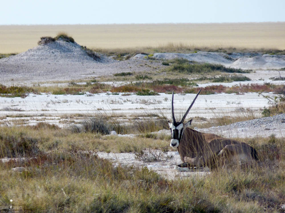 safari Afrique blog voyage la girafe qui vole