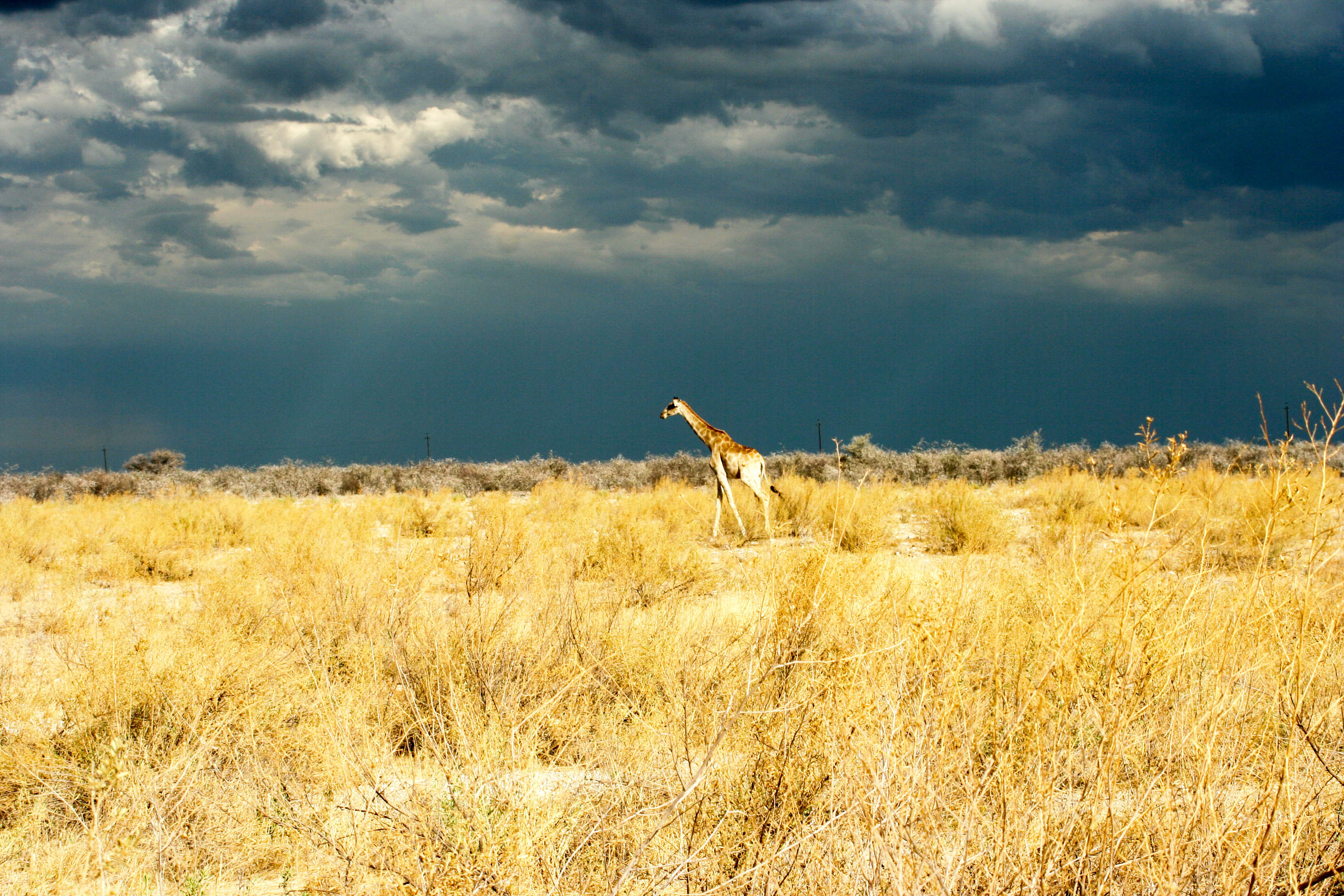 safari Afrique blog voyage la girafe qui vole