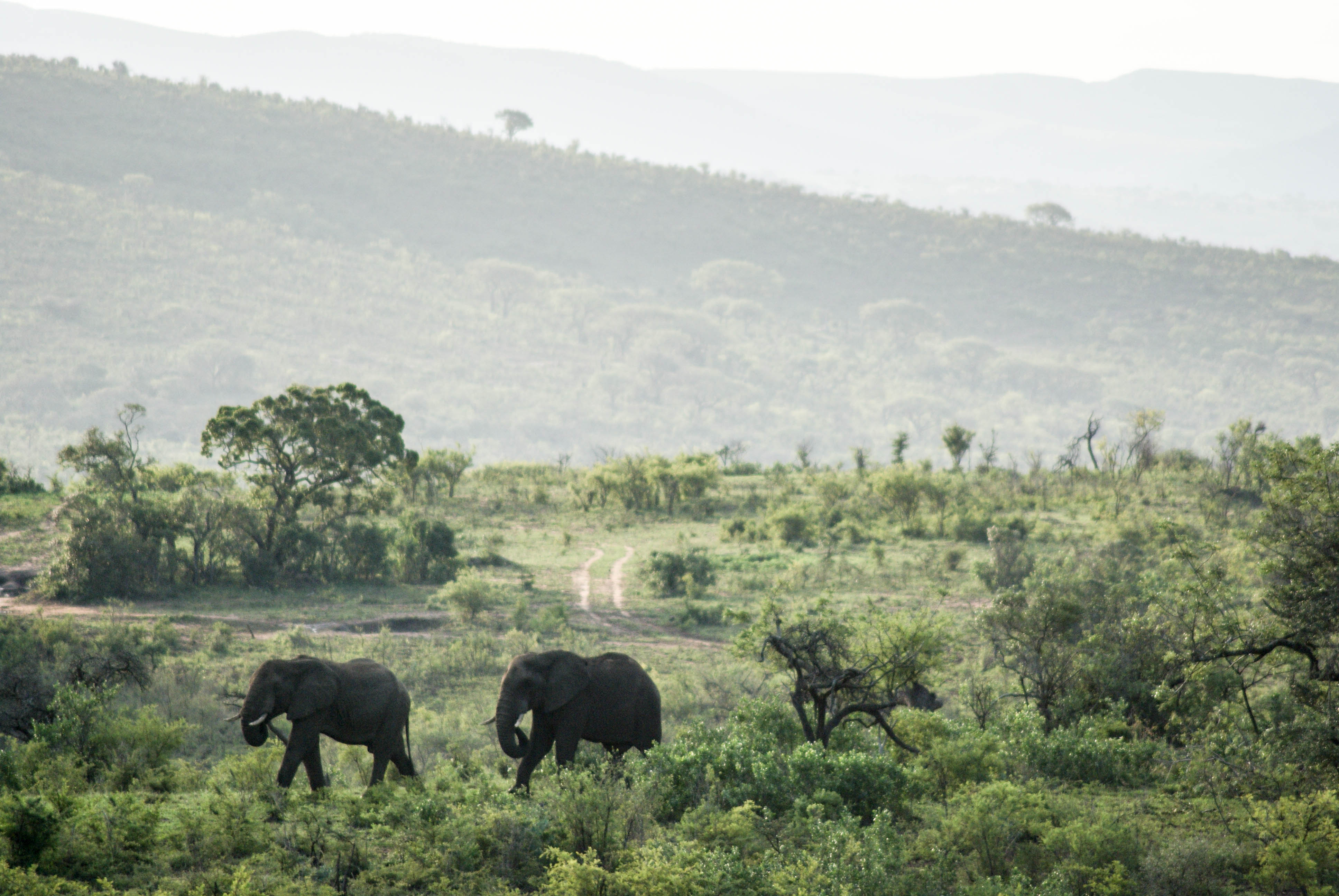 safari Afrique blog voyage la girafe qui vole