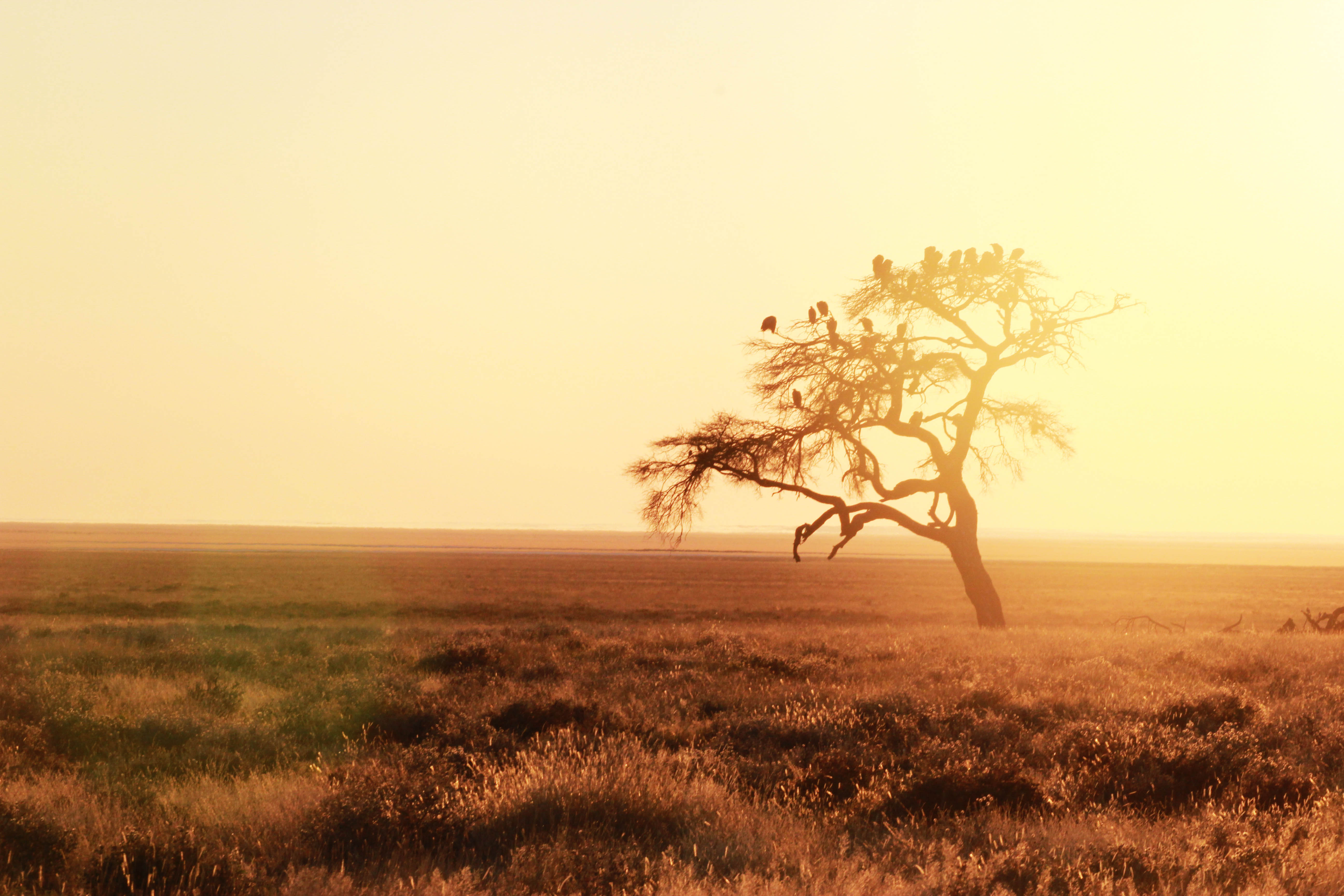 safari Afrique blog voyage la girafe qui vole