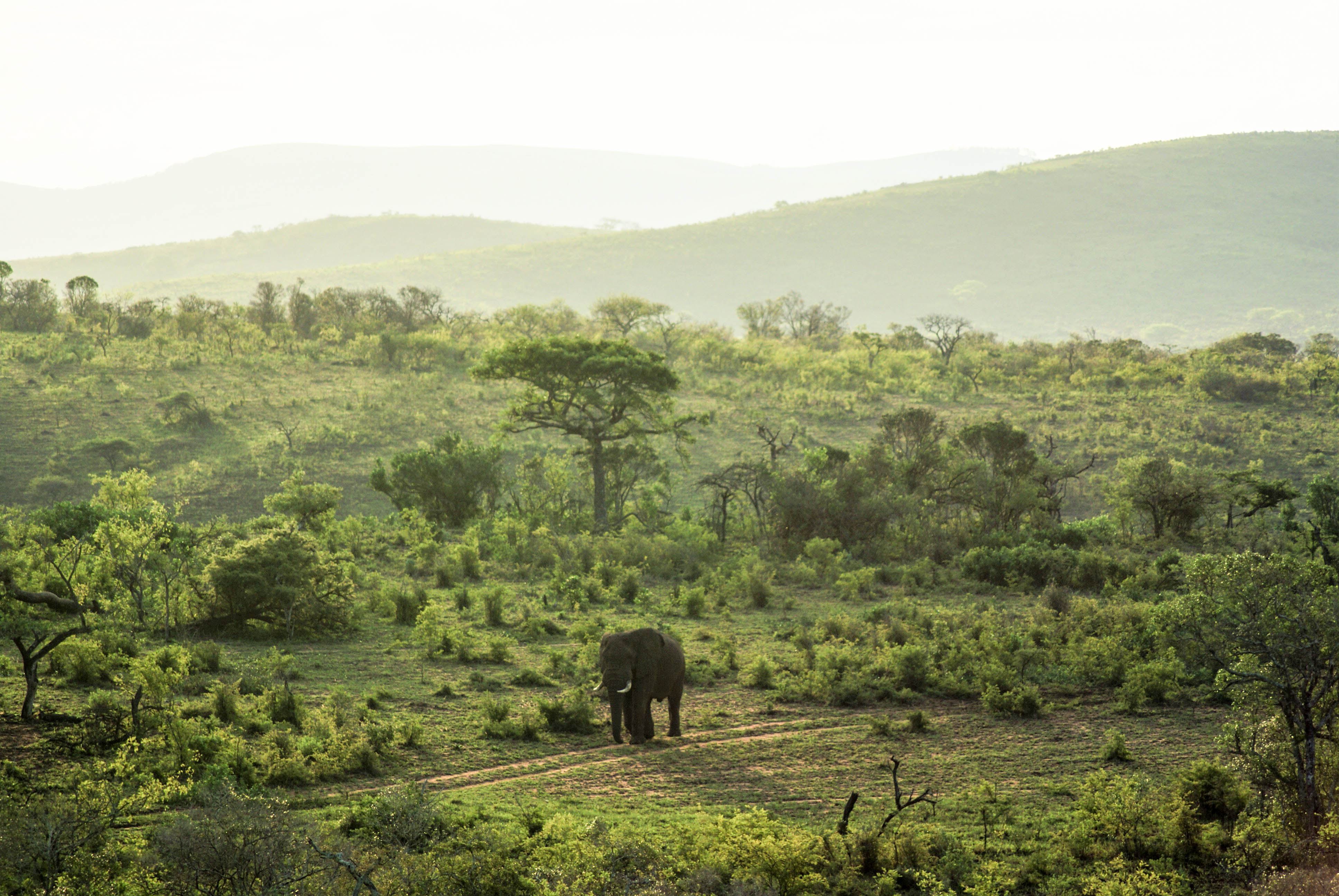 safari Afrique blog voyage la girafe qui vole