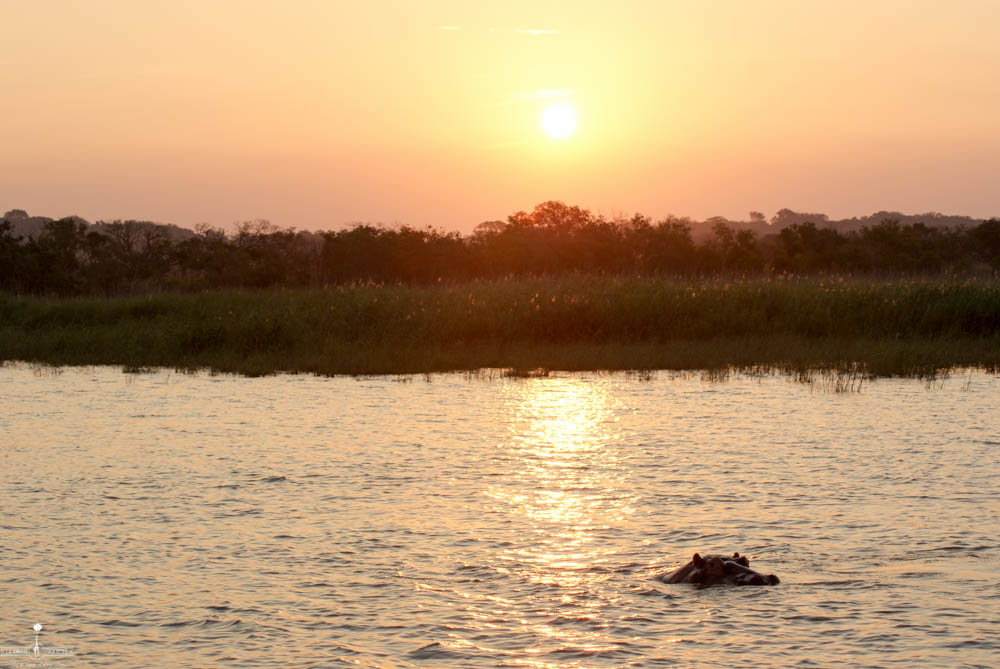 safari Afrique blog voyage la girafe qui vole