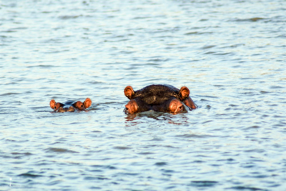 safari Afrique blog voyage la girafe qui vole