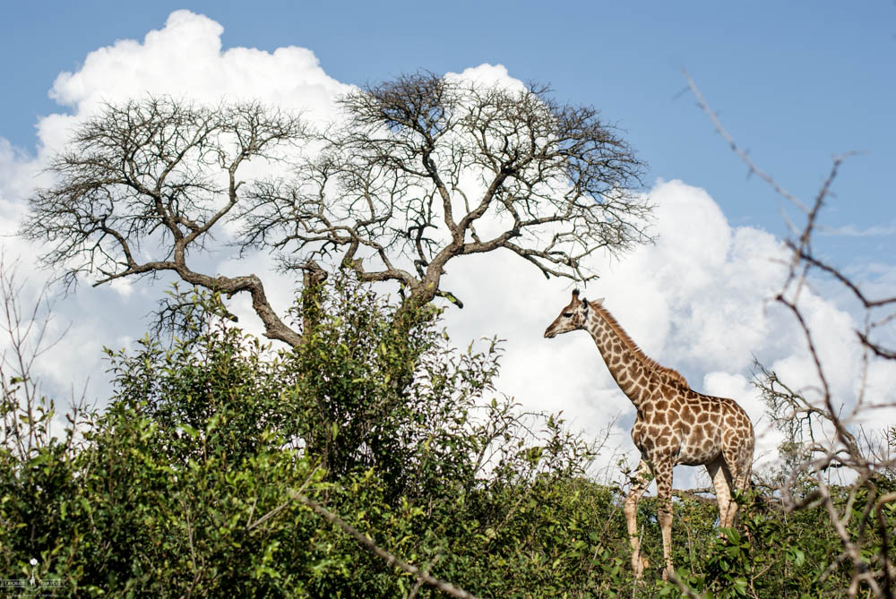 safari Afrique blog voyage la girafe qui vole