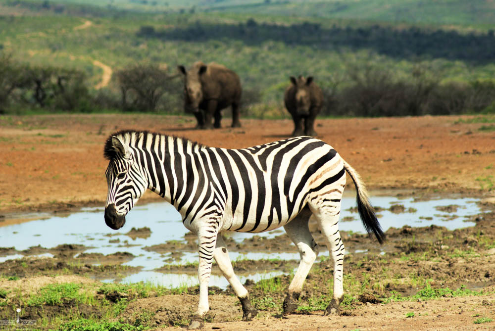 safari Afrique blog voyage la girafe qui vole