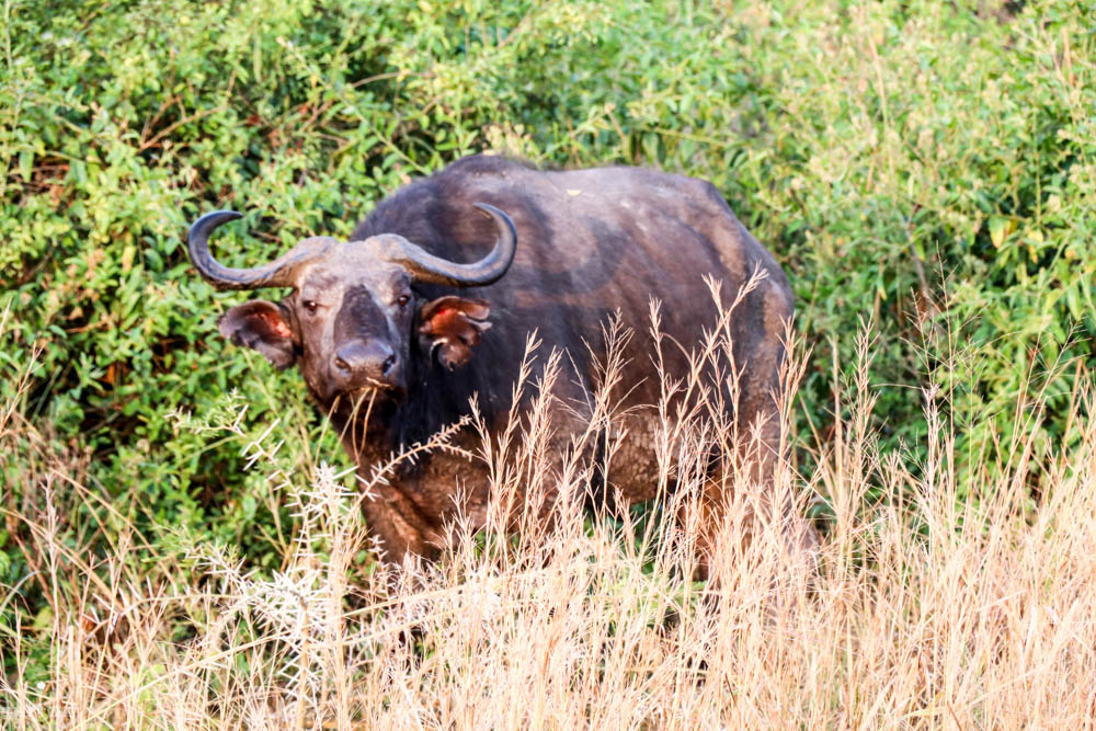 safari Afrique blog voyage la girafe qui vole