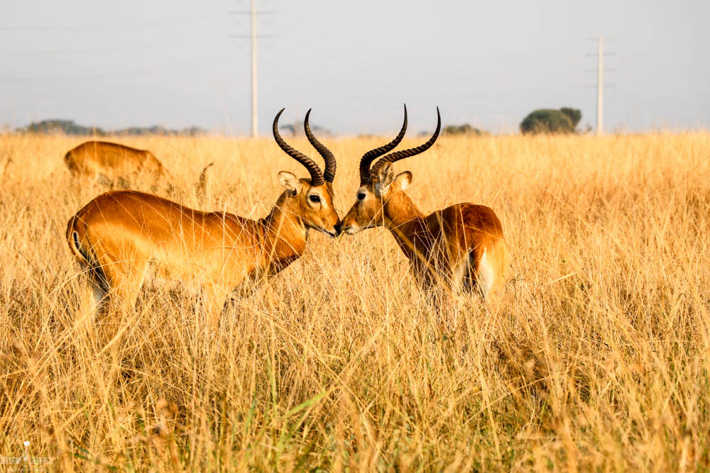 safari Afrique blog voyage la girafe qui vole