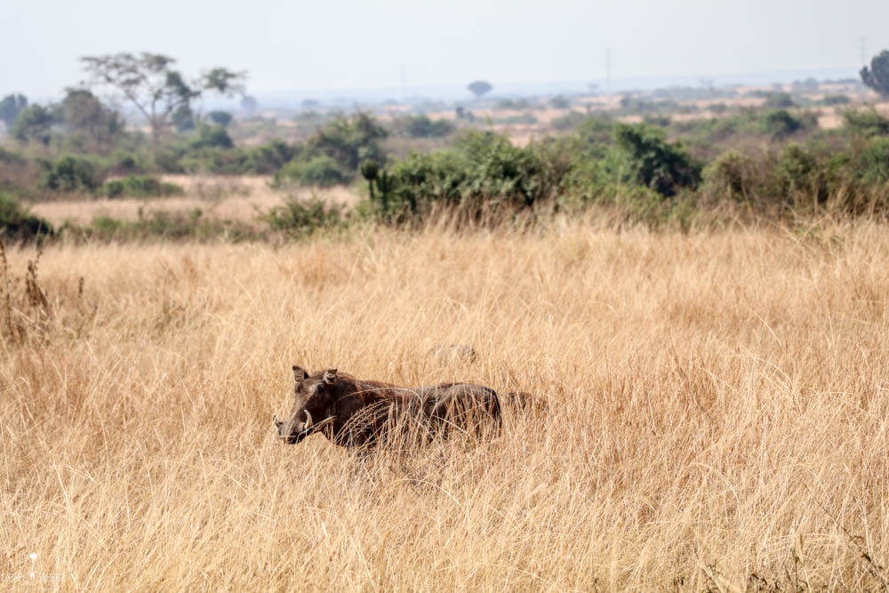 safari Afrique blog voyage la girafe qui vole