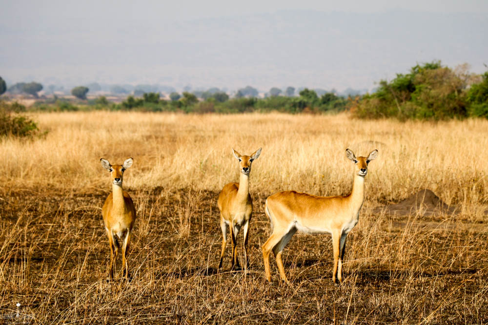 safari Afrique blog voyage la girafe qui vole