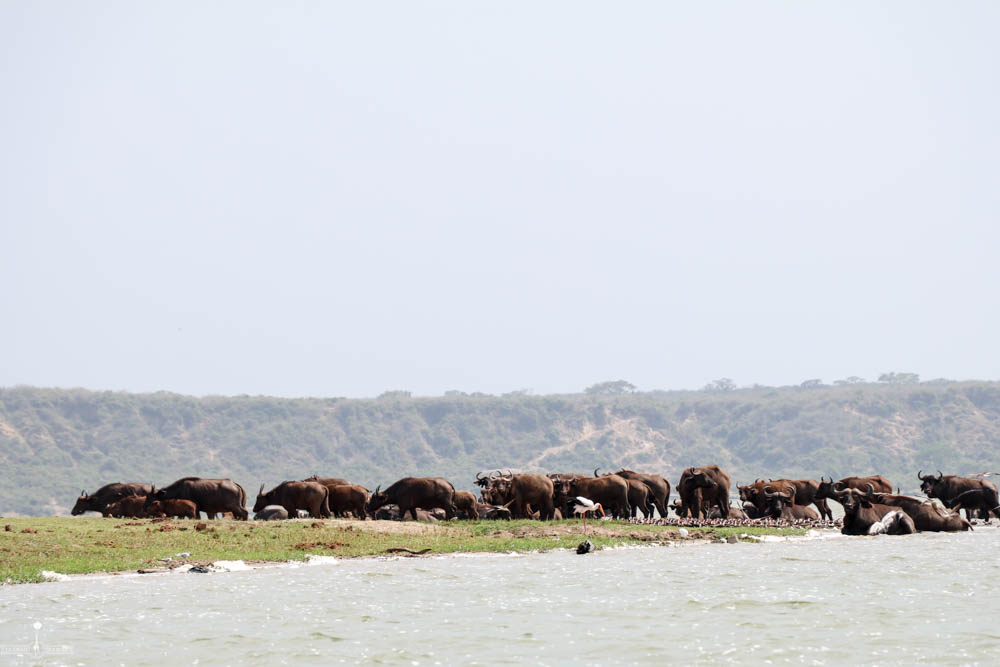 safari Afrique blog voyage la girafe qui vole