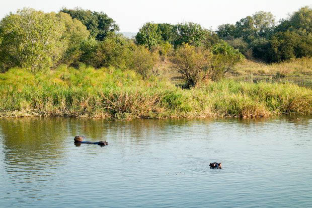 safari Afrique blog voyage la girafe qui vole