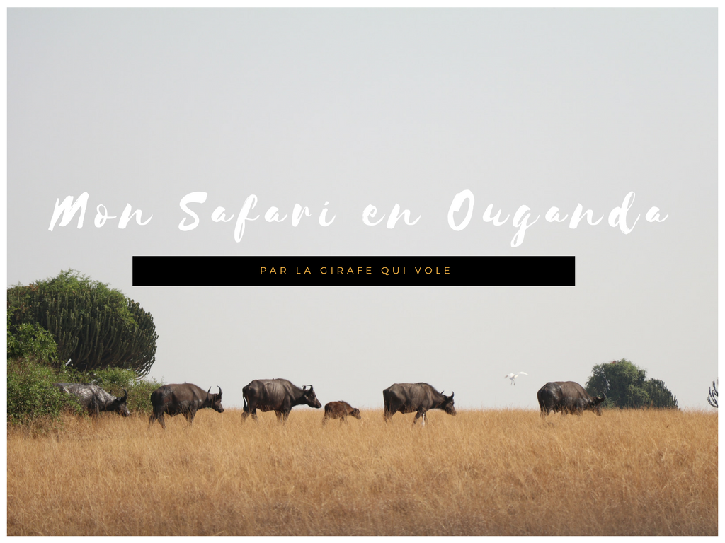 safari Afrique blog voyage la girafe qui vole