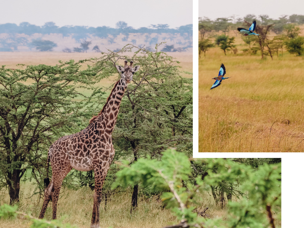 voyage tanzanie