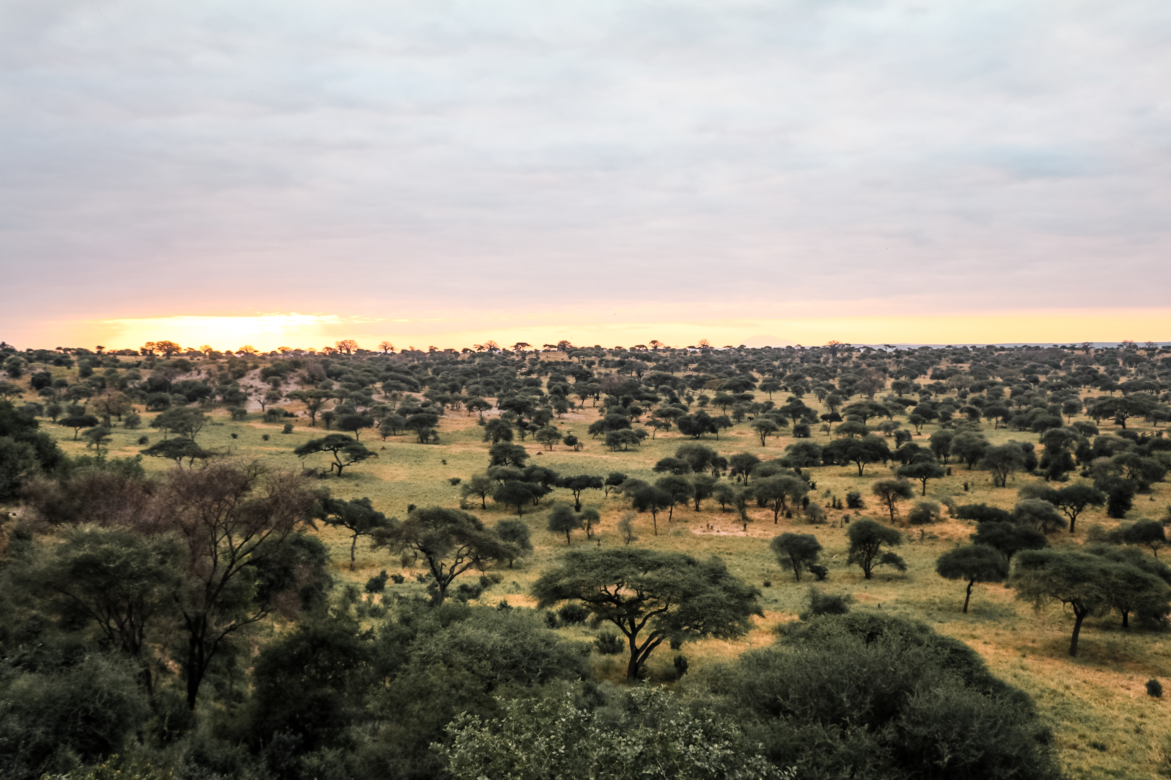 safari Afrique Tanzanie