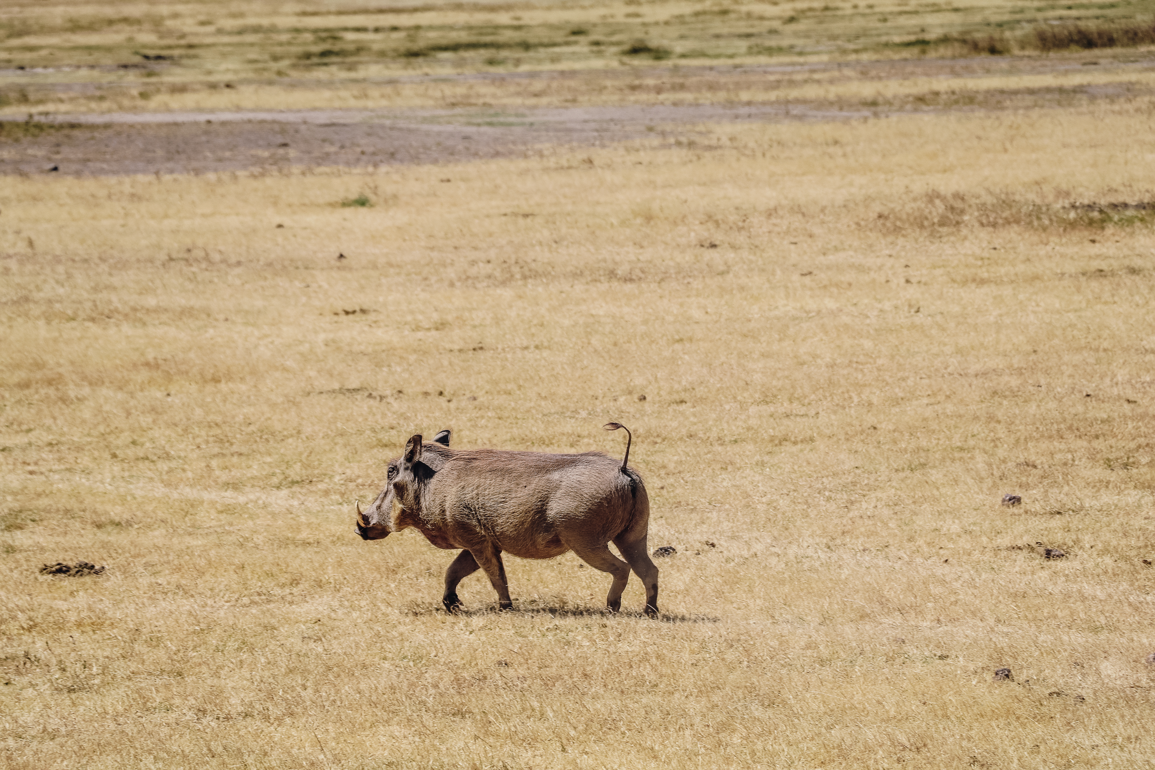 safari Afrique Tanzanie