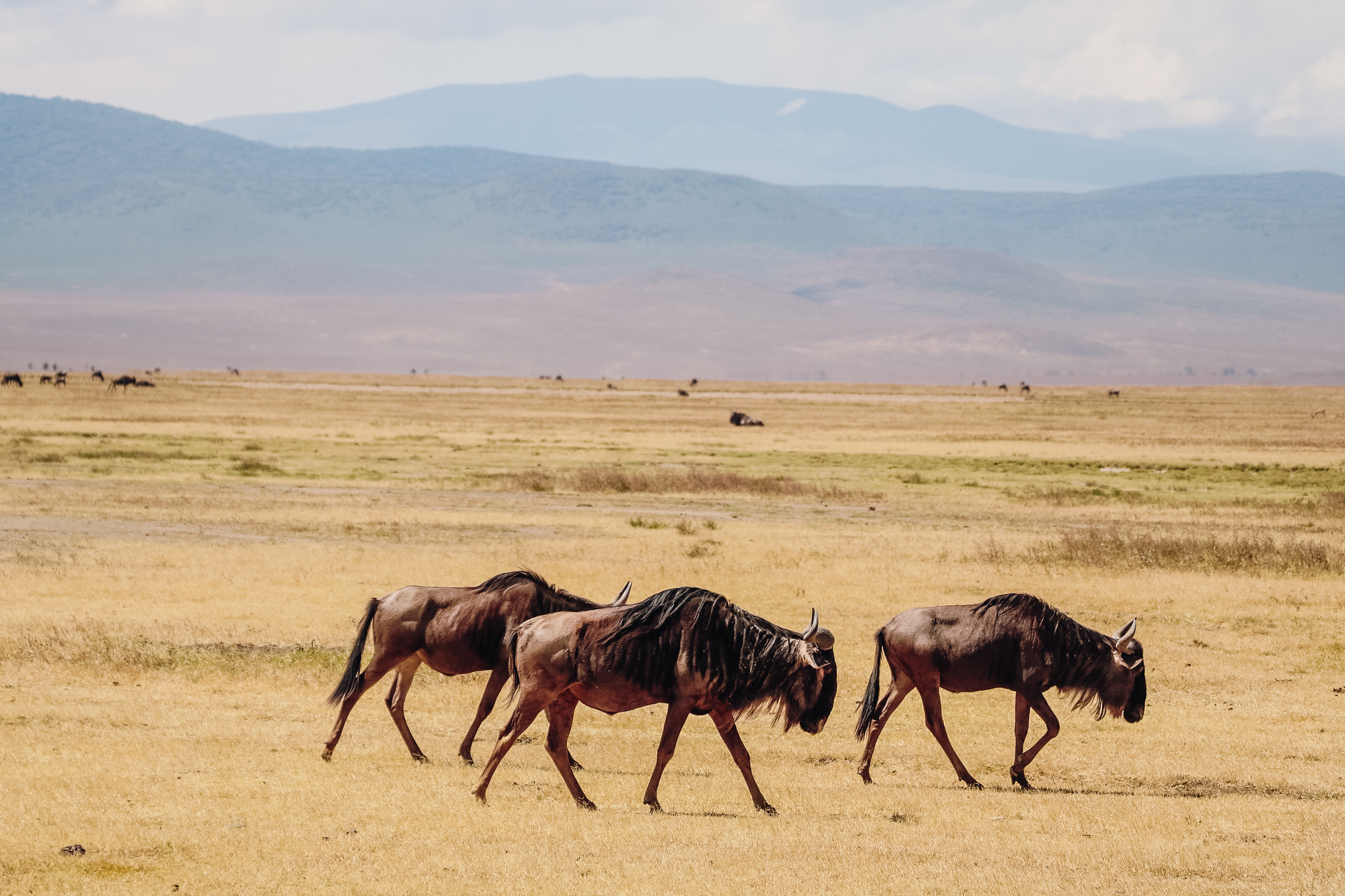 safari Afrique Tanzanie