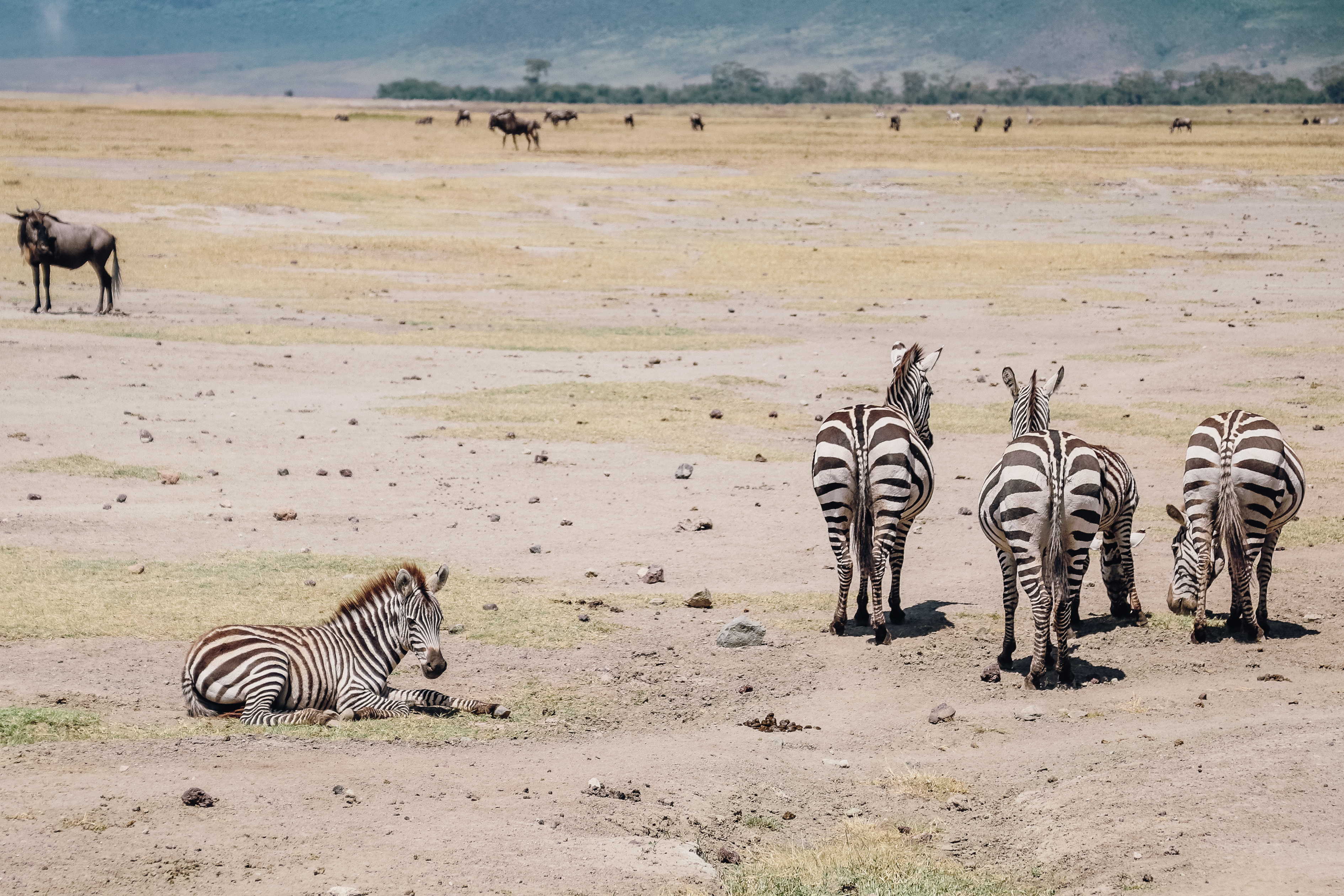 safari Afrique Tanzanie