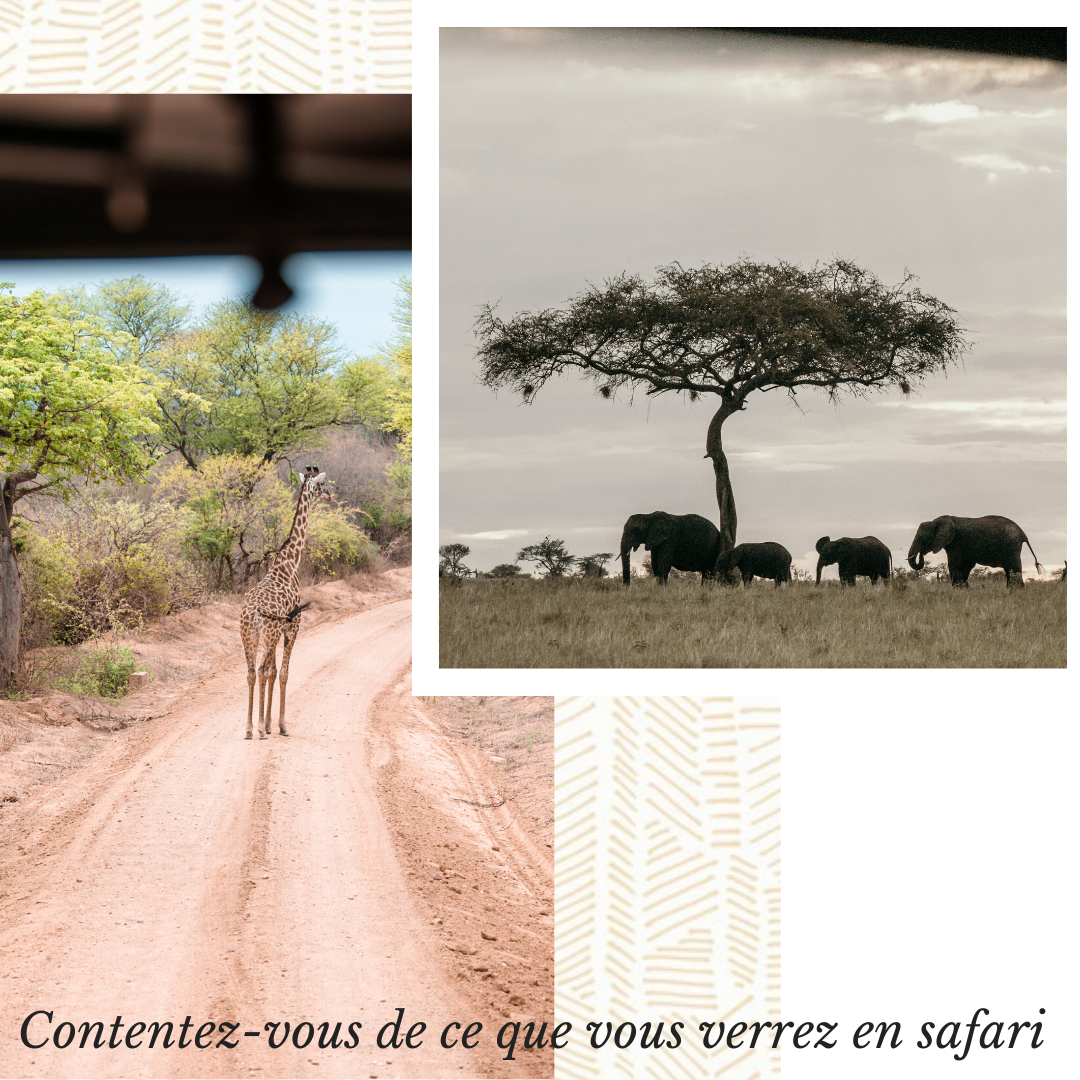 partir en safari en Afrique