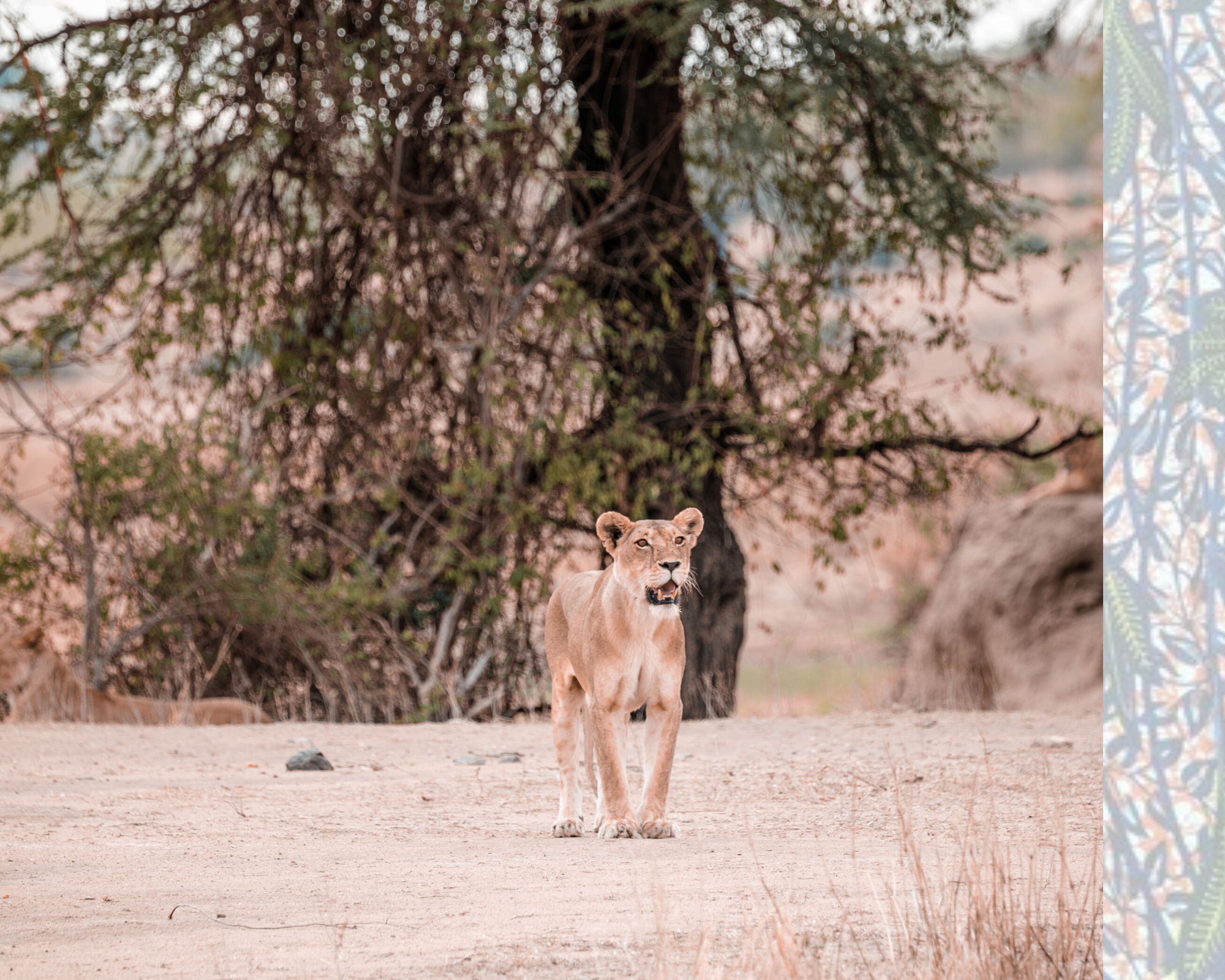 voyage tanzanie sud