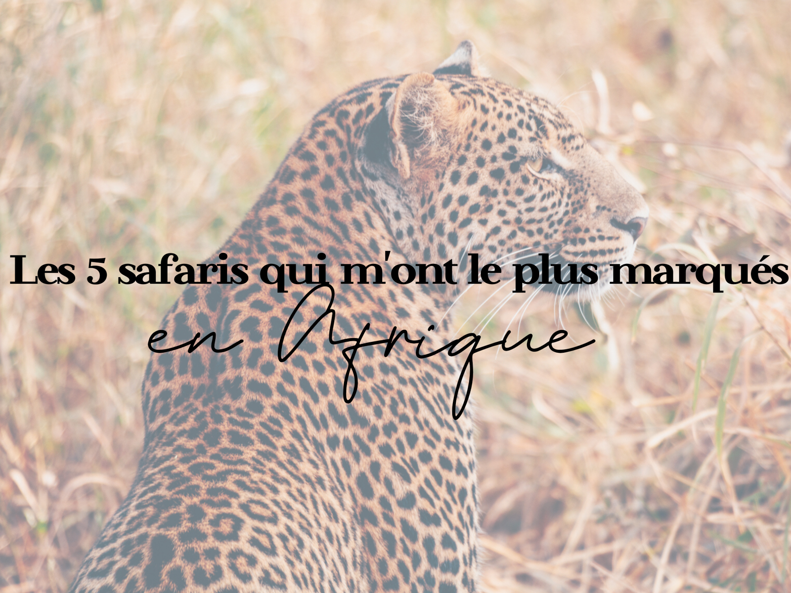 safaris Afrique