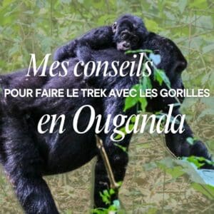 Mon guide de survie pour faire un trek avec les gorilles de montagne en Ouganda voyage-trek-gorille-ouganda